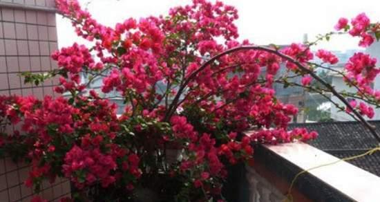 江门的市花是什么花？勒杜鹃的花语寓意是什么？