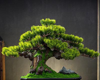 盆栽迎客松怎么养？迎客松盆栽养殖方法和注意事项是什么？