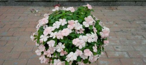 长春花什么时候移栽好？长春花移栽时间和方法是什么？