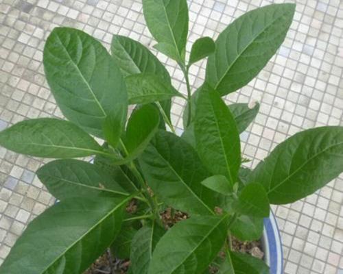 南非叶苗可以种在室内吗？南非叶室内种植方法和注意事项是什么？
