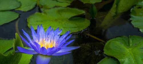 蓝莲花代表什么人？蓝莲花的象征意义是什么？