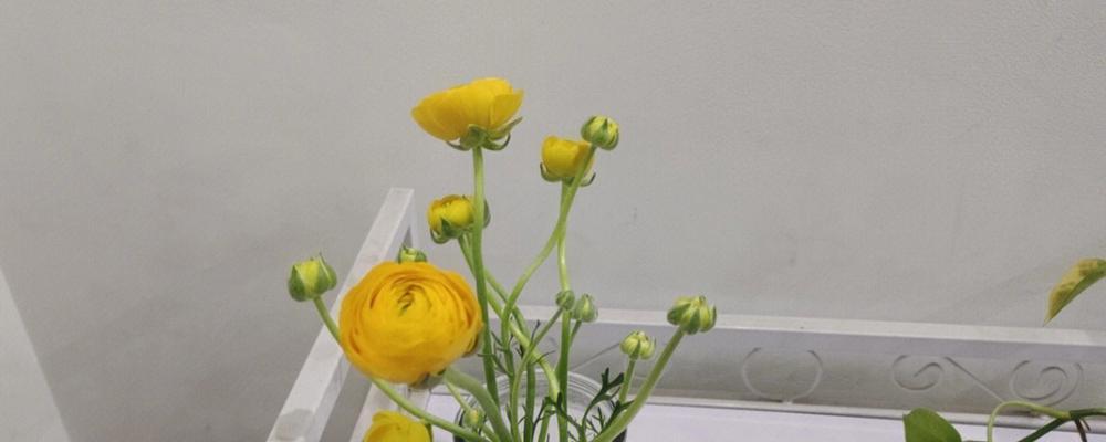 铃兰怎么醒花？鲜切铃兰的醒花方法是什么？