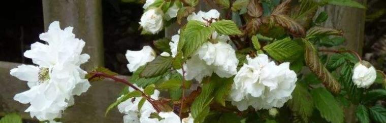代表遗忘一切的花是什么？遗忘一切的花语是什么？