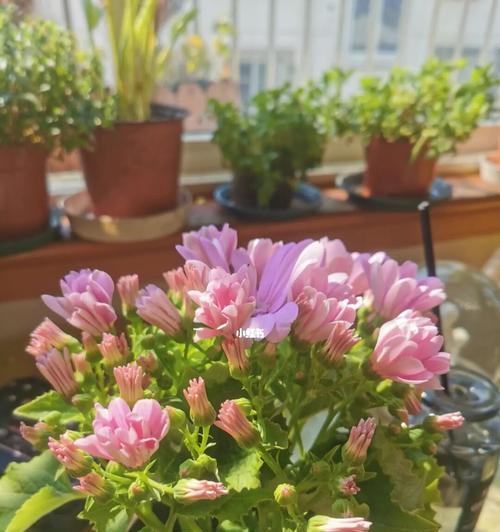 代表遗忘一切的花是什么？遗忘一切的花语是什么？