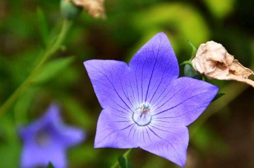 紫色的花语是什么？紫色的花有哪些寓意？