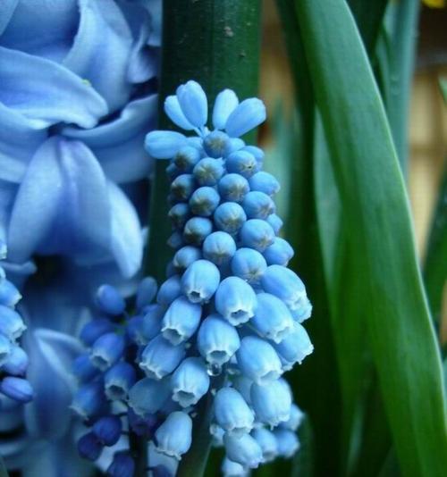 风信子的花语是什么？风信子有哪些寓意？