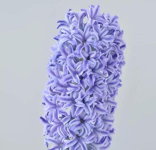 风信子的花语是什么？风信子有哪些寓意？