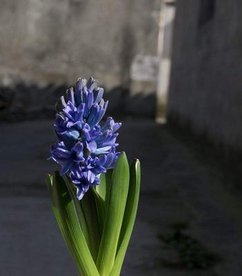 黄色风信子的花语是什么？黄色风信子有哪些寓意？