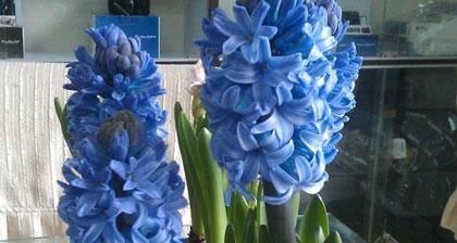 黄色风信子的花语是什么？黄色风信子有哪些寓意？