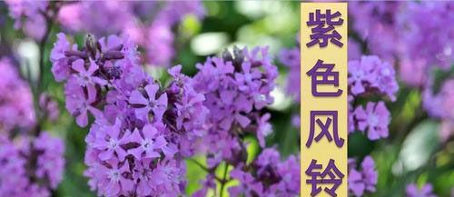 风铃的寓意是什么？风铃怎么摆放？风铃有哪些风水讲究？