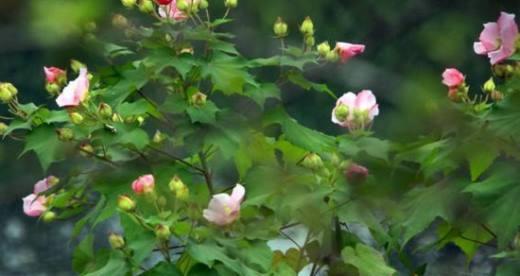 叶底花的含义是什么？叶底花有哪些寓意？