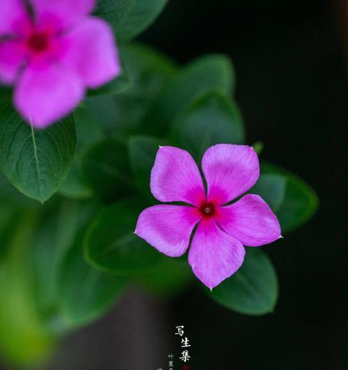 叶底花的含义是什么？叶底花有哪些寓意？