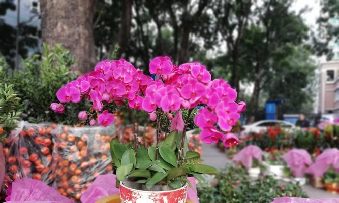 蝴蝶兰开花有什么意义？蝴蝶兰开花象征着什么？