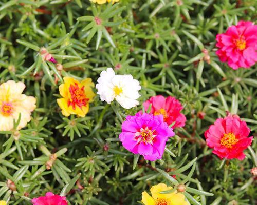 太阳花代表什么？太阳花的花语是什么？