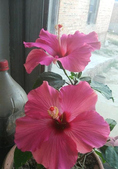 代表学业有成的花是什么？学业有成的花语是什么？