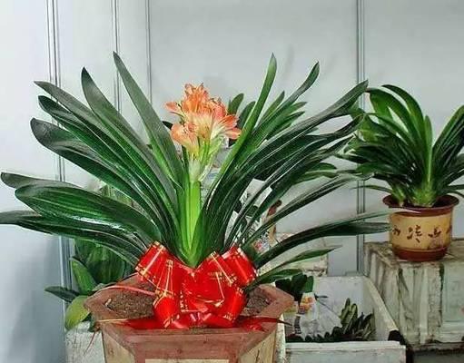 代表学业有成的花是什么？学业有成的花语是什么？