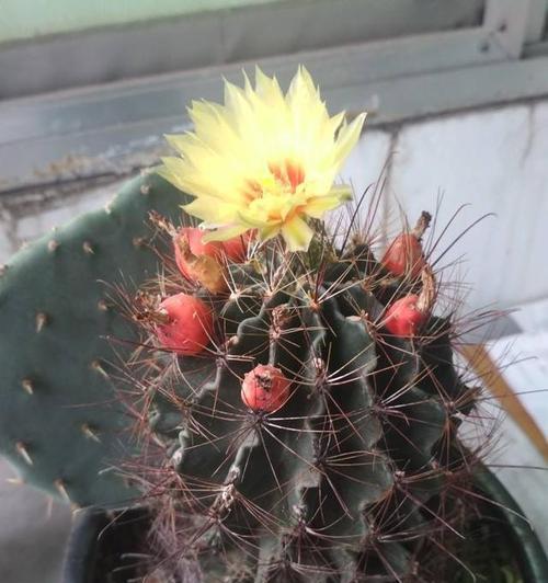 代表学业有成的花是什么？学业有成的花语是什么？