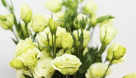 代表“再见”的花是什么？再见花的花语是什么？