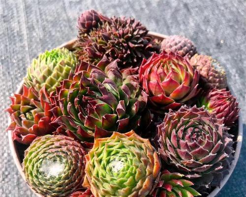 多肉紫牡丹的花语是什么？多肉紫牡丹有哪些寓意？