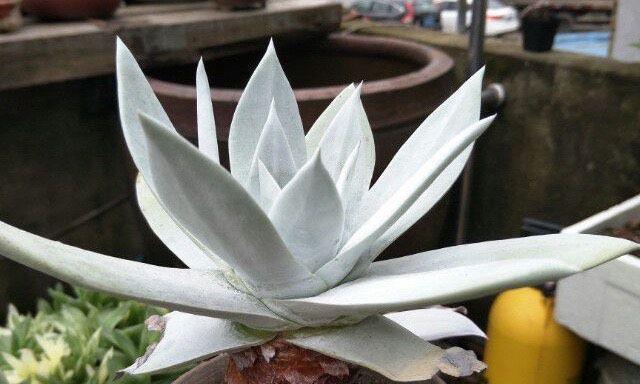 多肉紫牡丹的花语是什么？多肉紫牡丹有哪些寓意？