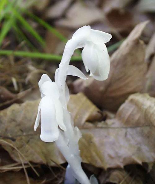 代表诅咒的花是什么？诅咒的花语是什么？
