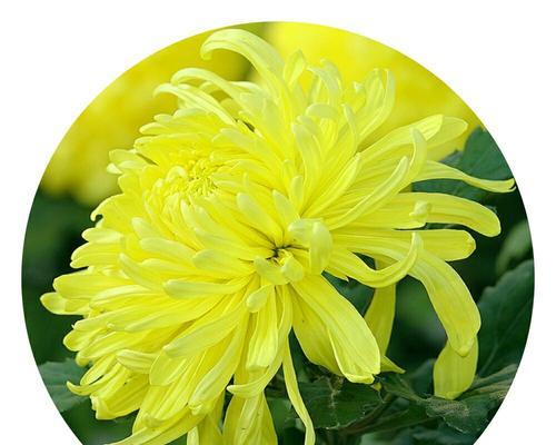黄菊花的花语是什么？黄菊花有哪些寓意？