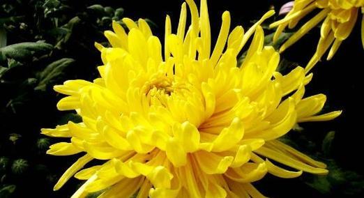 黄菊花的花语是什么？黄菊花有哪些寓意？