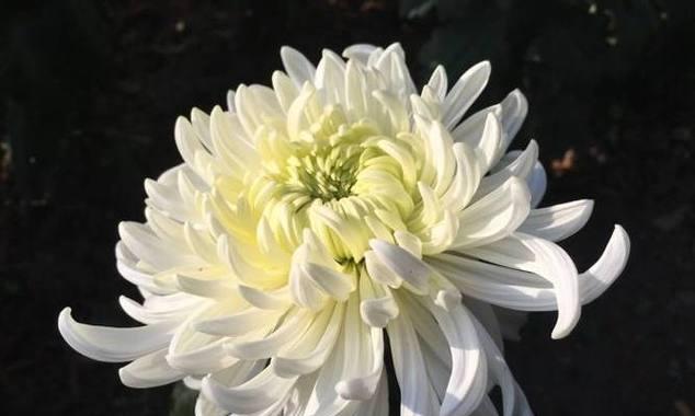 黄菊花的花语是什么？黄菊花有哪些寓意？