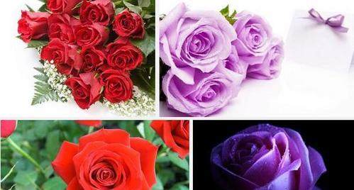 不同数量玫瑰花代表什么含义？玫瑰花数量寓意是什么？