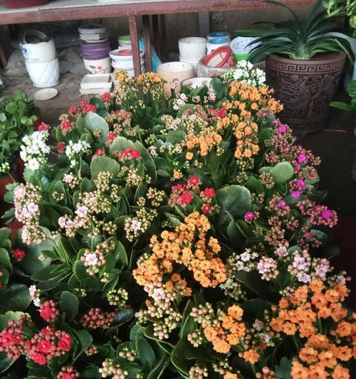 代表长寿的花语是什么？长寿的花语是什么？