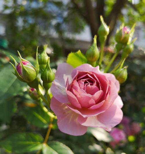 月季花的含义是什么？月季花有哪些象征意义？