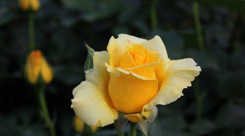 月季花的含义是什么？月季花有哪些象征意义？