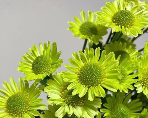 雏菊花的花语是什么？雏菊花有哪些寓意？