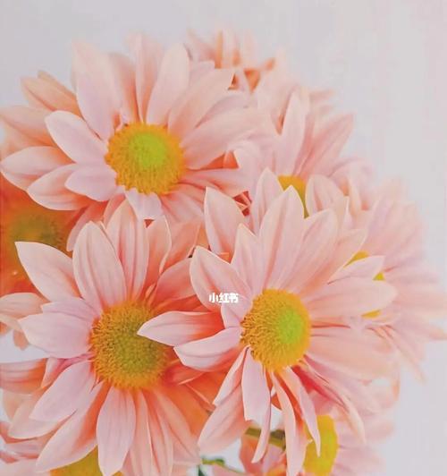 雏菊花的花语是什么？雏菊花有哪些寓意？