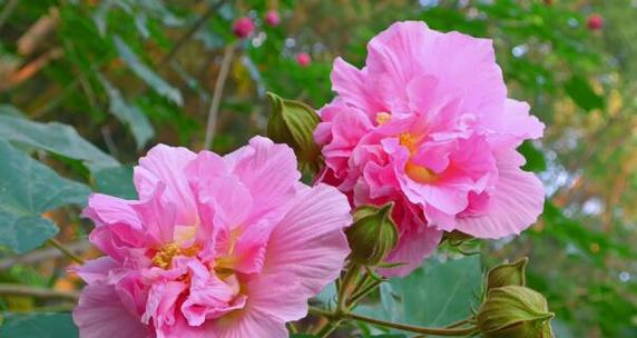 代表珍惜的花是什么？珍惜的花语是什么？
