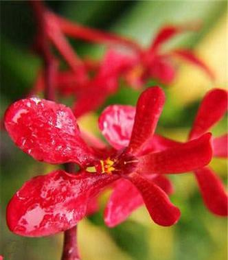 代表珍惜的花是什么？珍惜的花语是什么？