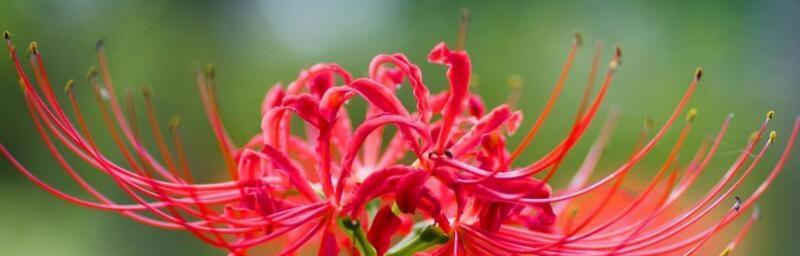 代表珍惜的花是什么？珍惜的花语是什么？