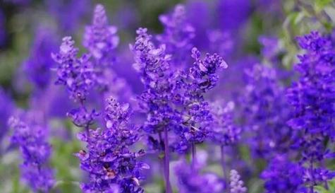 代表失望的花是什么？失望的花语是什么？