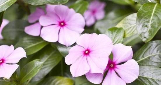 代表初恋的花是什么？初恋的花语是什么？