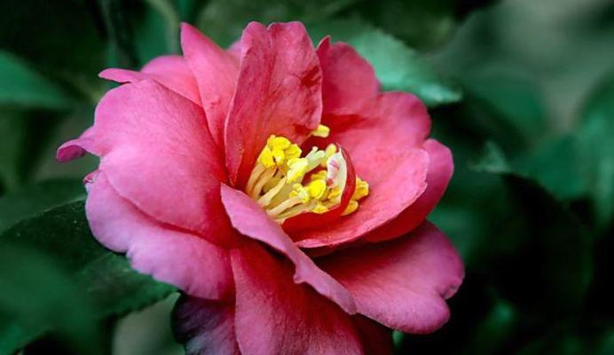 红色茶梅的花语是什么？红色茶梅有哪些寓意？