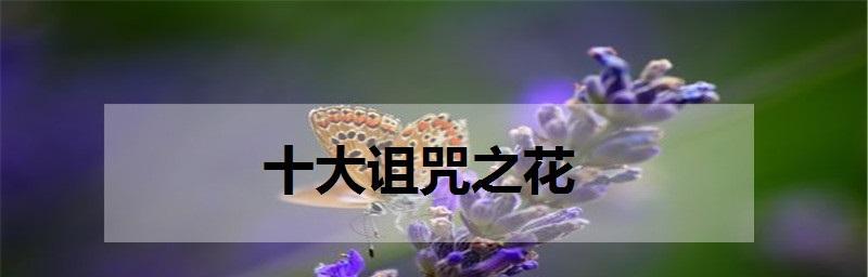 代表神秘冷漠的花是什么？神秘冷漠的花语是什么？