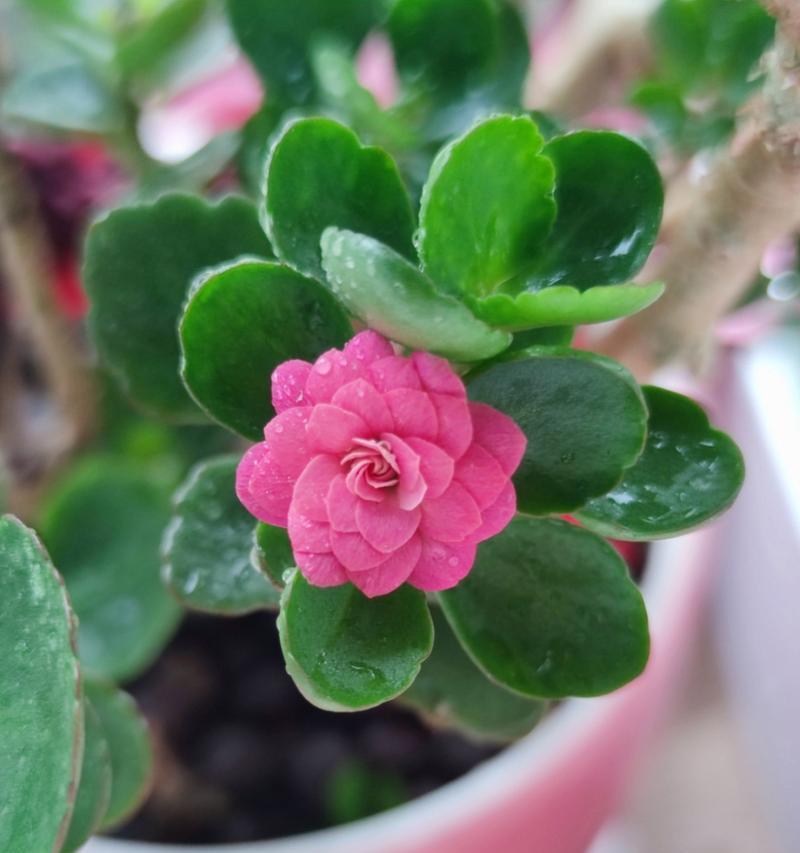 代表父爱的花是什么？父爱的花语是什么？