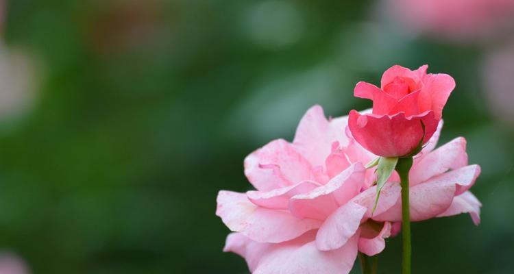 月季代表什么品质？月季的花语是什么？