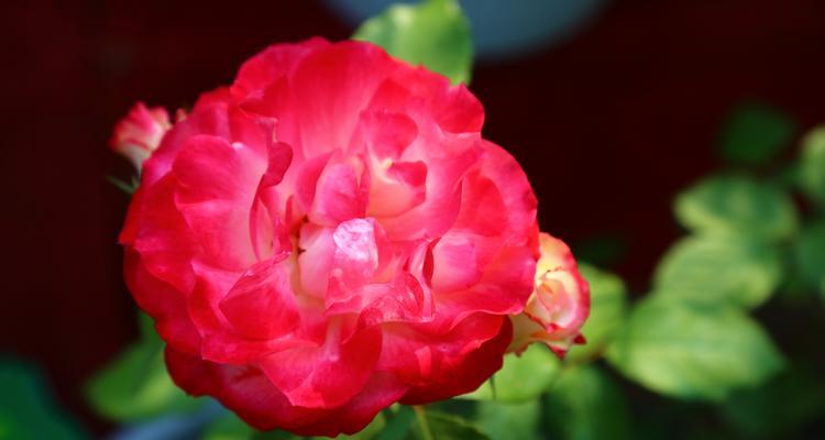 月季代表什么品质？月季的花语是什么？