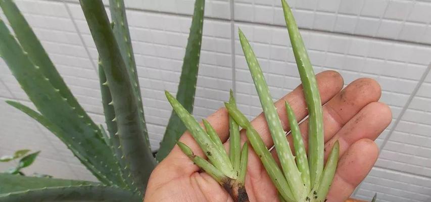 芦荟代表什么？芦荟有哪些象征意义？