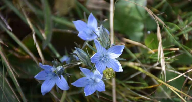 代表坚韧的花是什么？坚韧的花语是什么？