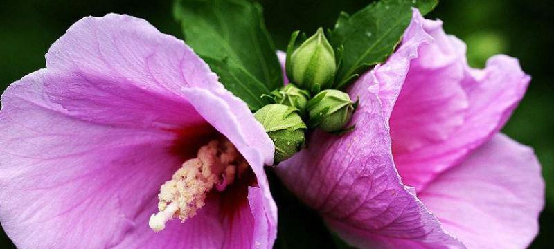代表坚韧的花是什么？坚韧的花语是什么？