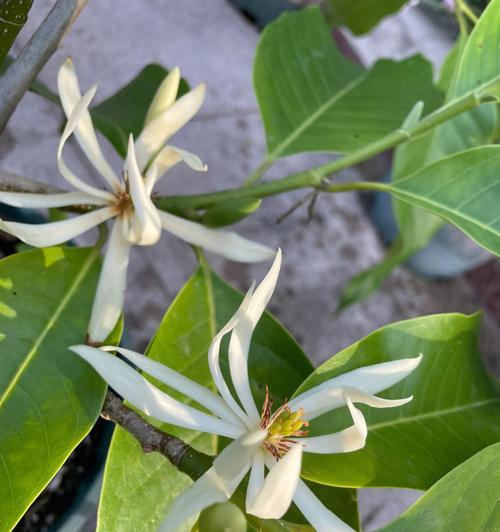 含笑花代表什么？含笑花的花语是什么？