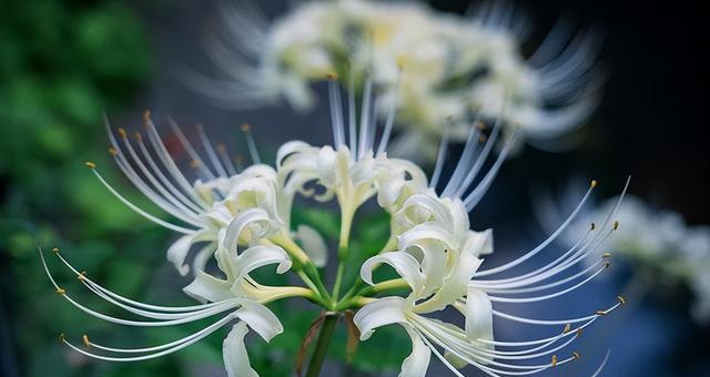 代表“永不再见”的花是什么？永不再见花的花语是什么？