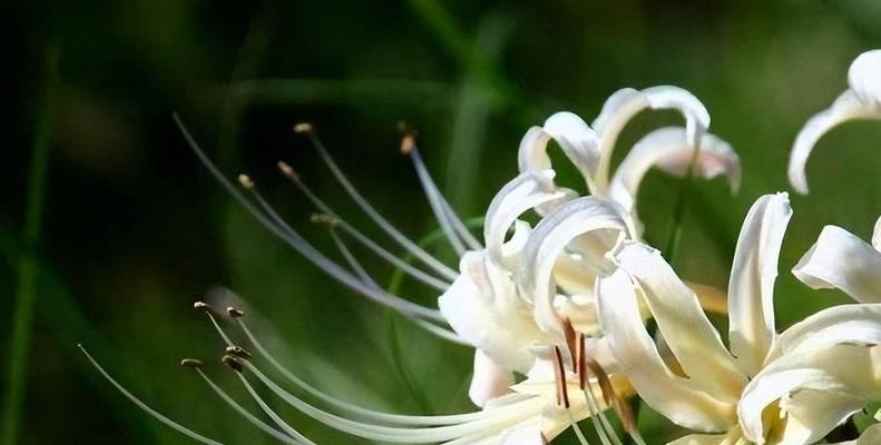 代表“永不再见”的花是什么？永不再见花的花语是什么？